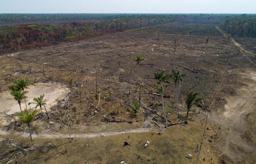 Vinculan a dos gigantes de la moda con la deforestación en Brasil. Foto: AP. 