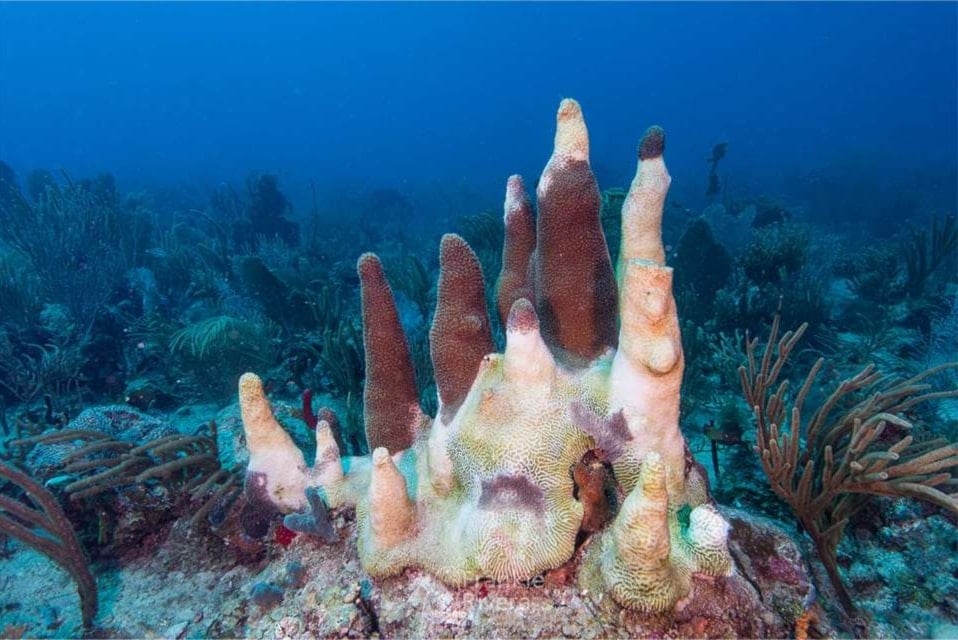 Confirman cuarto episodio de blanqueamiento de los océanos. Foto: APFONA. 