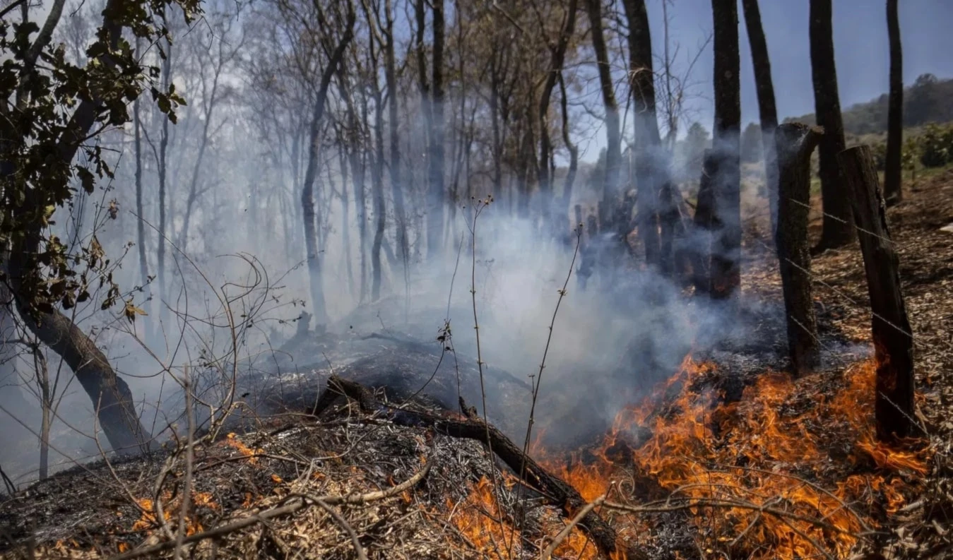 México reporta 69 incendios forestales activos. Foto: AFP México reporta 69 incendios forestales activos. Foto: AFP