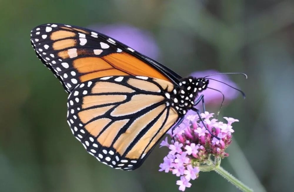 La migración de la mariposa monarca está en peligro. Foto: Mariposario de Chapultepec