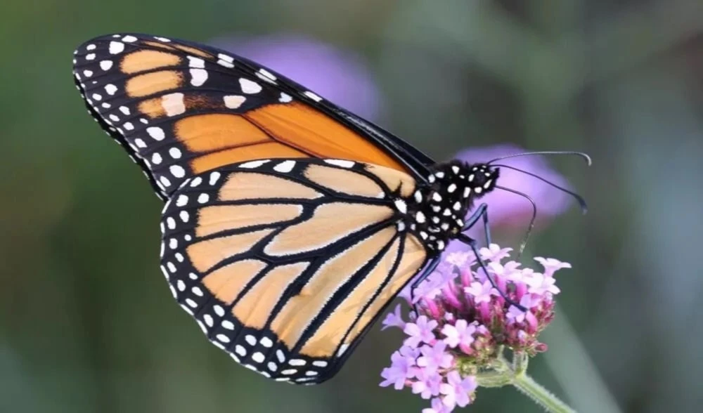 La migración de la mariposa monarca está en peligro. Foto: Mariposario de Chapultepec