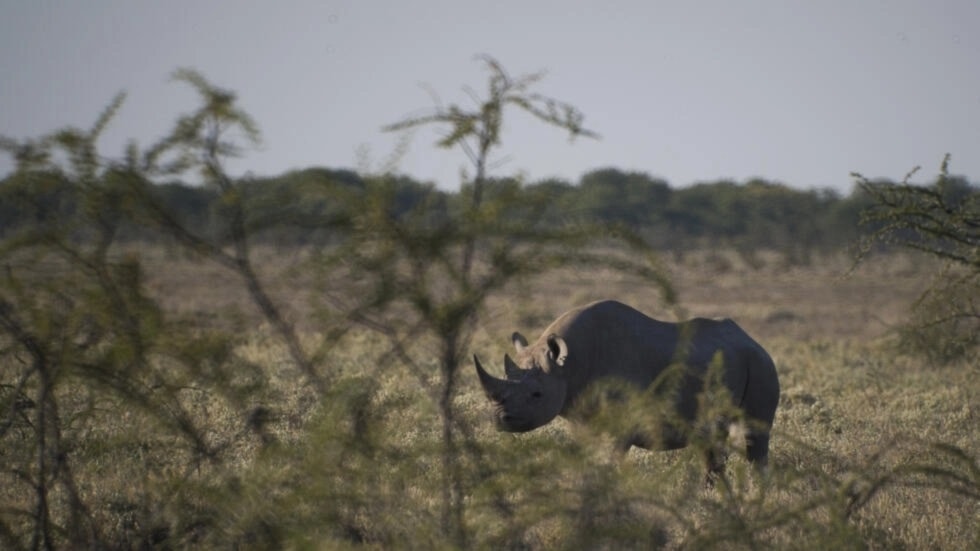 Namibia emite alerta por la caza furtiva de 28 rinocerontes. Foto: AFP. 