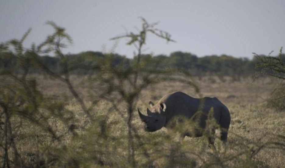Namibia emite alerta por la caza furtiva de 28 rinocerontes. Foto: AFP.