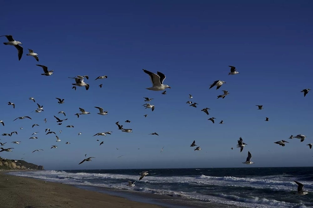 Estudio genético revela nuevo “árbol de la vida” para las aves. Foto: AP. 