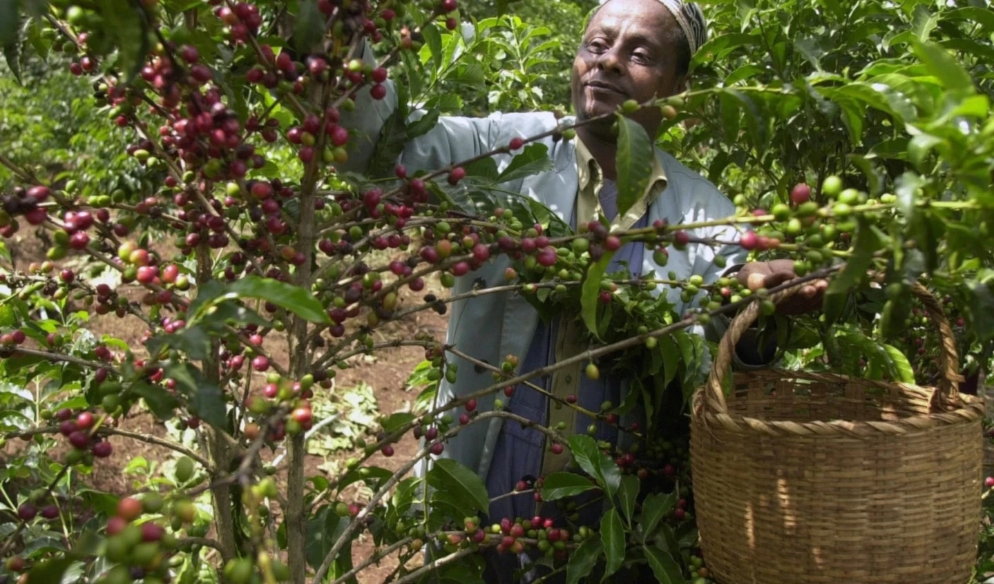 Descubren los secretos genéticos del café de Etiopía. Foto: AP.