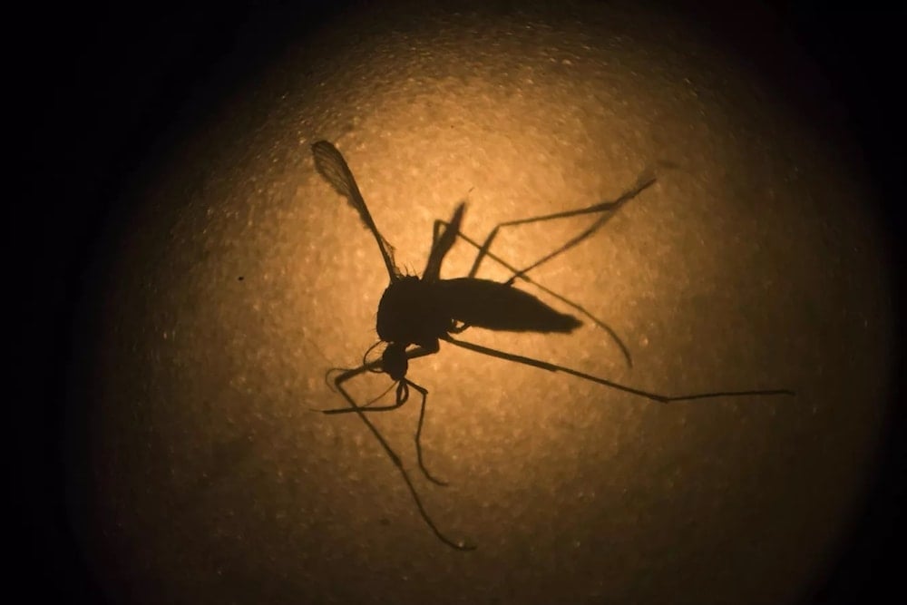 Brasil registra récord histórico de fallecidos por dengue. Foto: AP. 