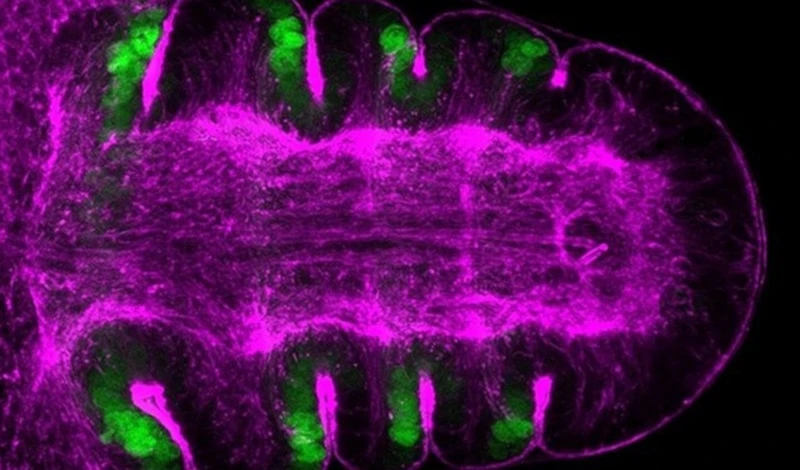Los tejidos plegados dan forma a los órganos.