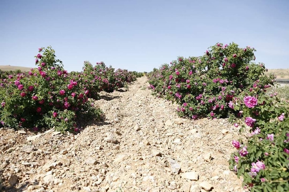 La Rosa de Damasco: celebración, alegría y orgullo en Siria