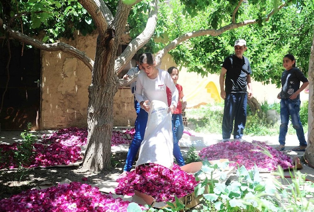 La Rosa de Damasco: celebración, alegría y orgullo en Siria