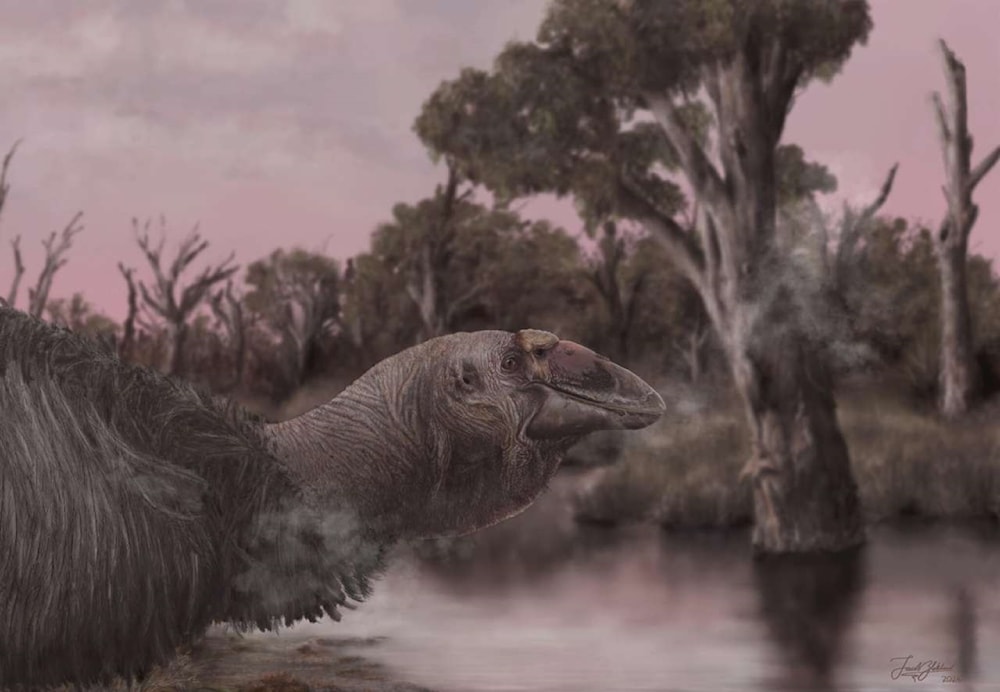 Hallan en Australia el cráneo de un ave prehistórico gigante