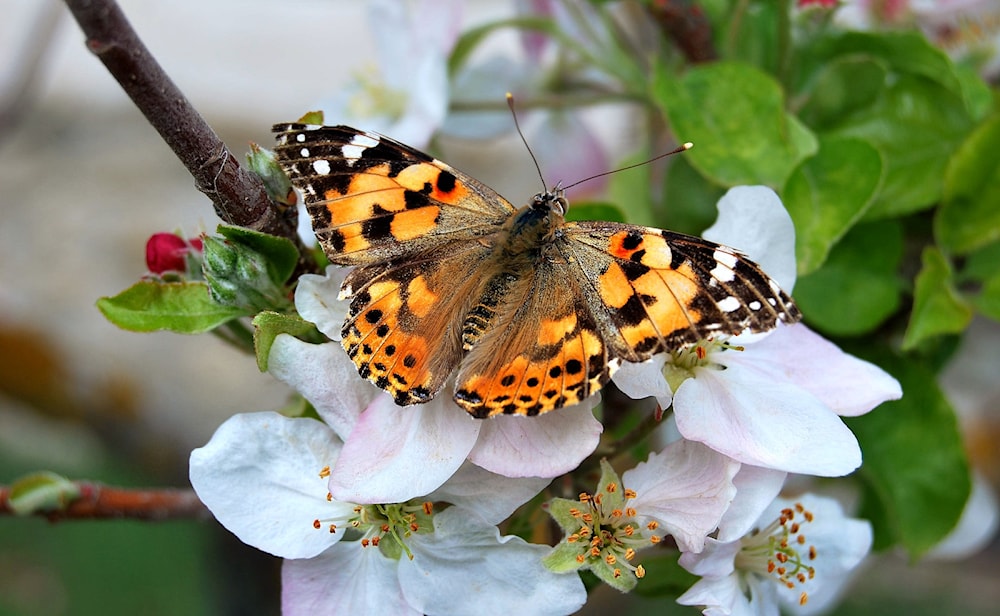 Un grupo de mariposas atraviesa volando el océano Atlántico. Foto: Flickr. 