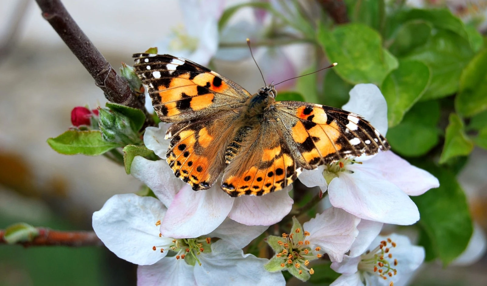 Un grupo de mariposas atraviesa volando el océano Atlántico. Foto: Flickr. Un grupo de mariposas atraviesa volando el océano Atlántico. Foto: Flickr.