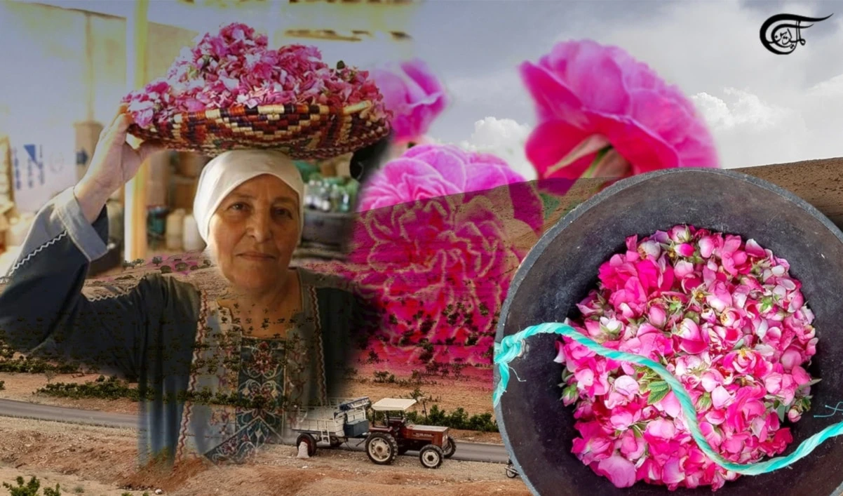 La Rosa de Damasco: celebración, alegría y orgullo en Siria La Rosa de Damasco: celebración, alegría y orgullo en Siria