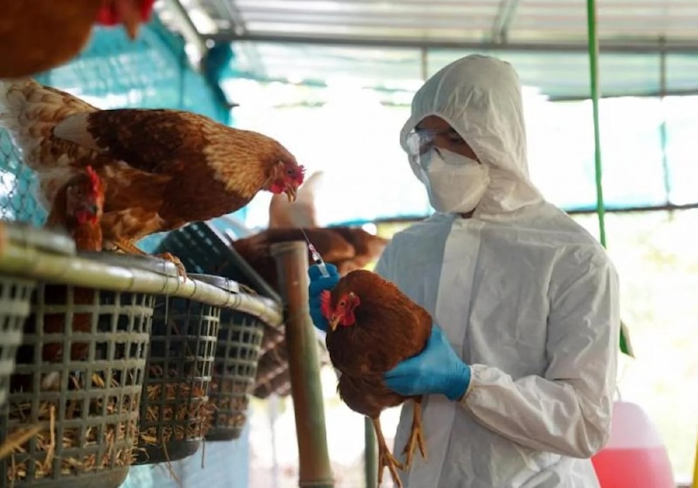 Reportan en México primer caso mortal humano por gripe aviar H5N2