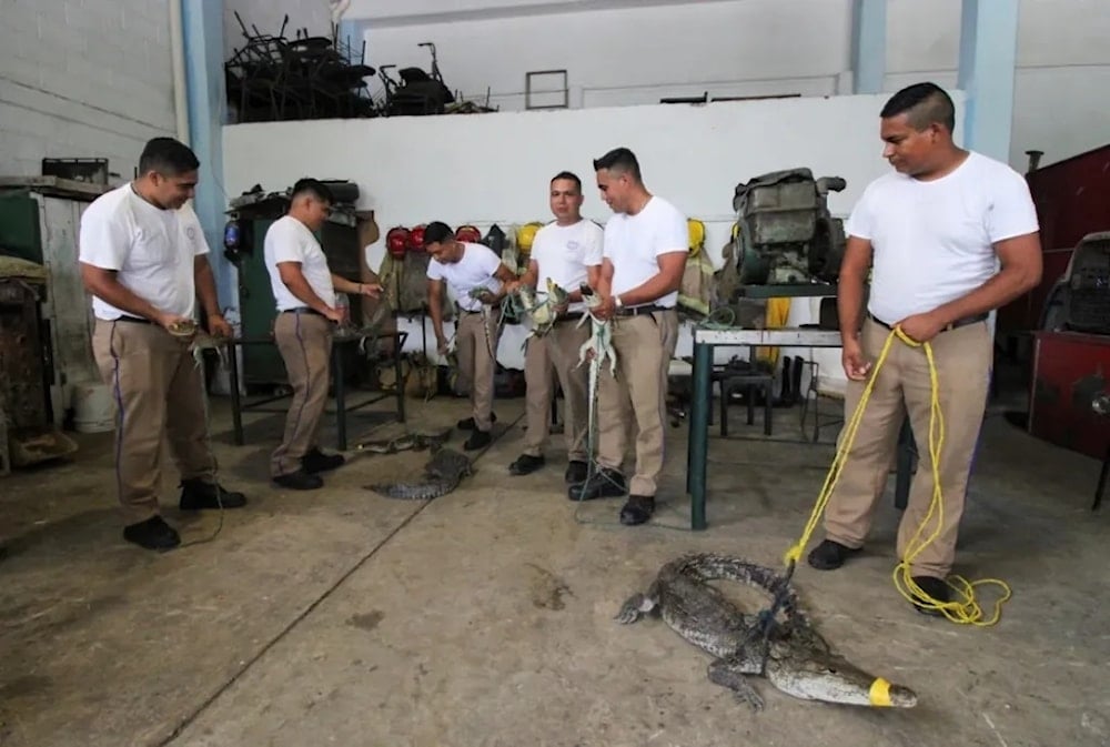 Cocodrilos llegan a áreas urbanas de México tras intensas lluvias. Foto: Reuters. 