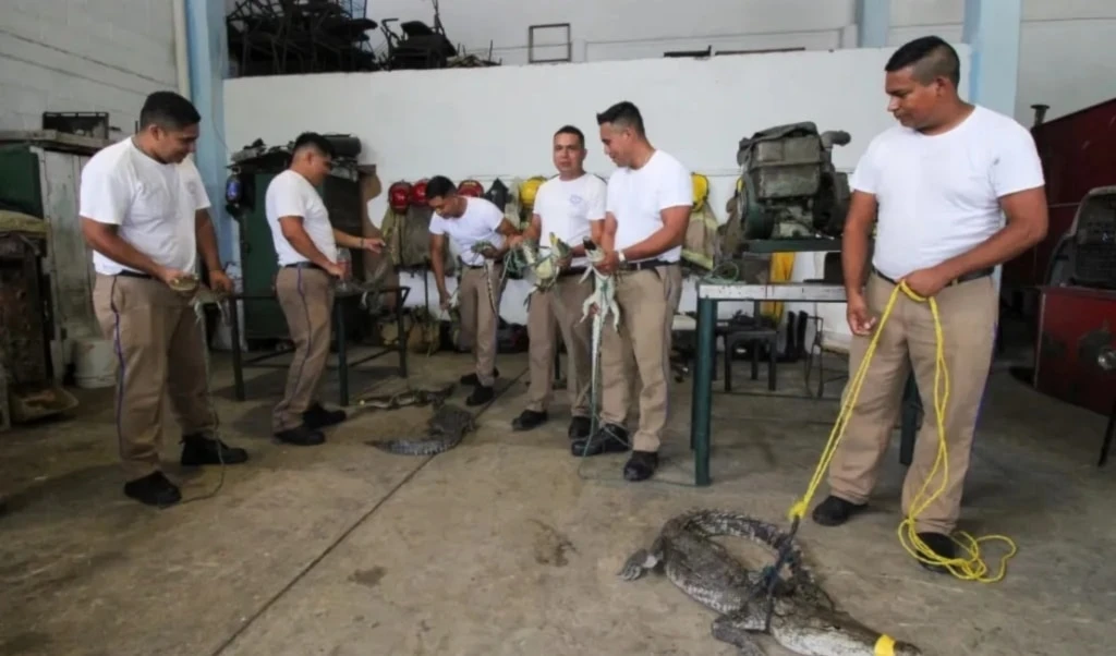 Cocodrilos llegan a áreas urbanas de México tras intensas lluvias. Foto: Reuters.