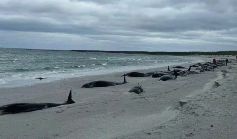 Casi 80 ballenas piloto mueren tras un varamiento en Reino Unido. Foto: Emma Neave Webb