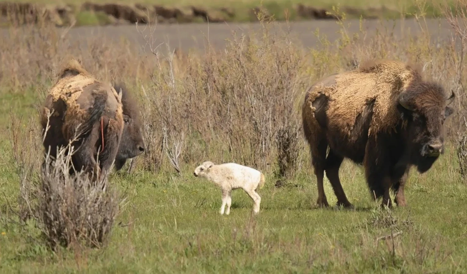 Los pueblos lakota celebran profecía del ternero blanco. Foto: AP.