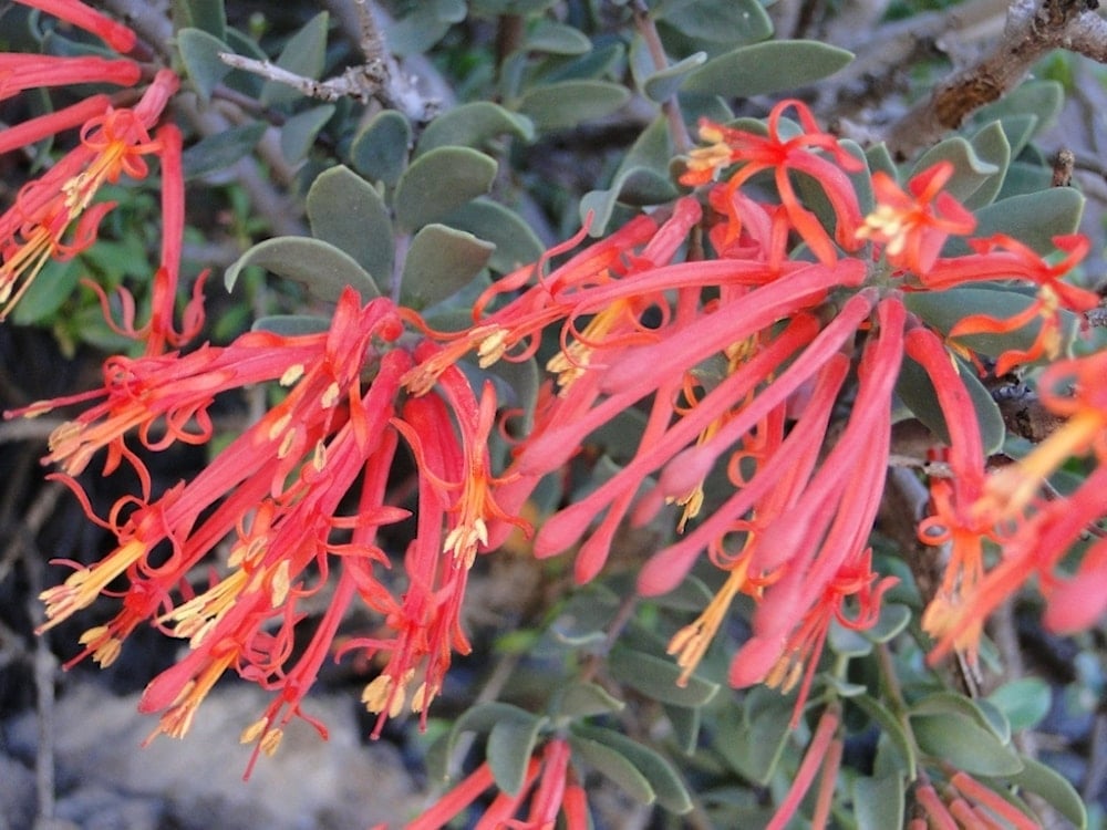 Identifican compuestos de plantas para potenciar la quimioterapia. Foto: Flickr. 