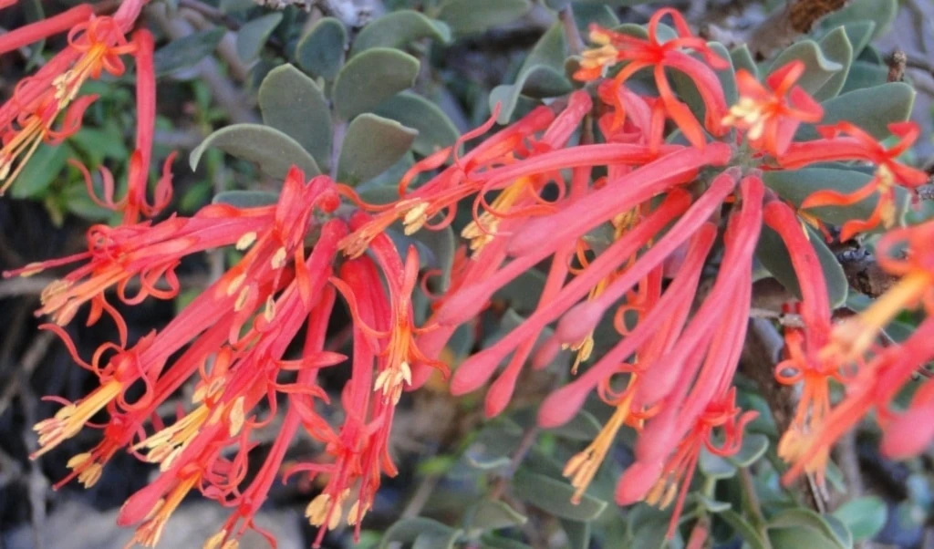 Identifican compuestos de plantas para potenciar la quimioterapia. Foto: Flickr.
