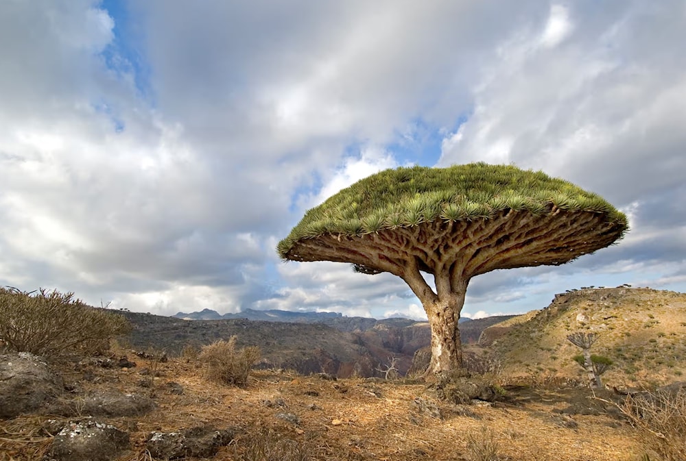 La leyenda de Abel y Caín vive en los árboles de Socotra, Yemen