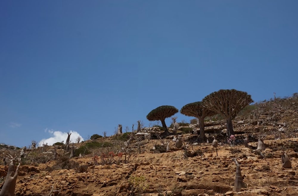 La leyenda de Abel y Caín vive en los árboles de Socotra, Yemen