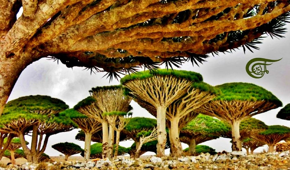 La leyenda de Abel y Caín vive en los árboles de Socotra, Yemen