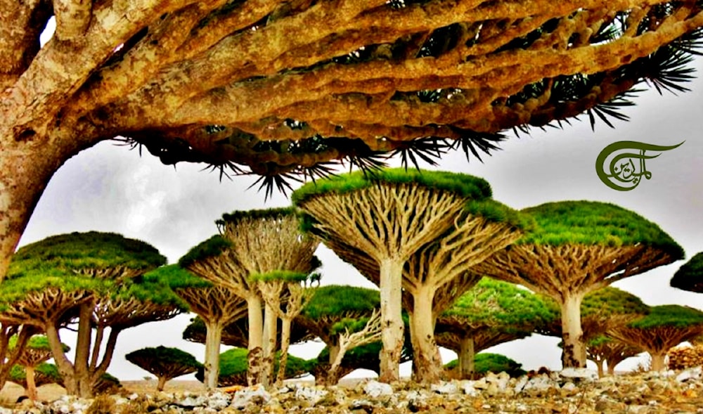 La leyenda de Abel y Caín vive en los árboles de Socotra, Yemen 