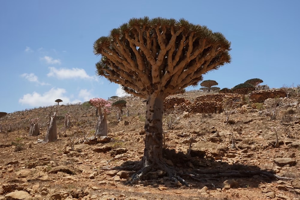 La leyenda de Abel y Caín vive en los árboles de Socotra, Yemen