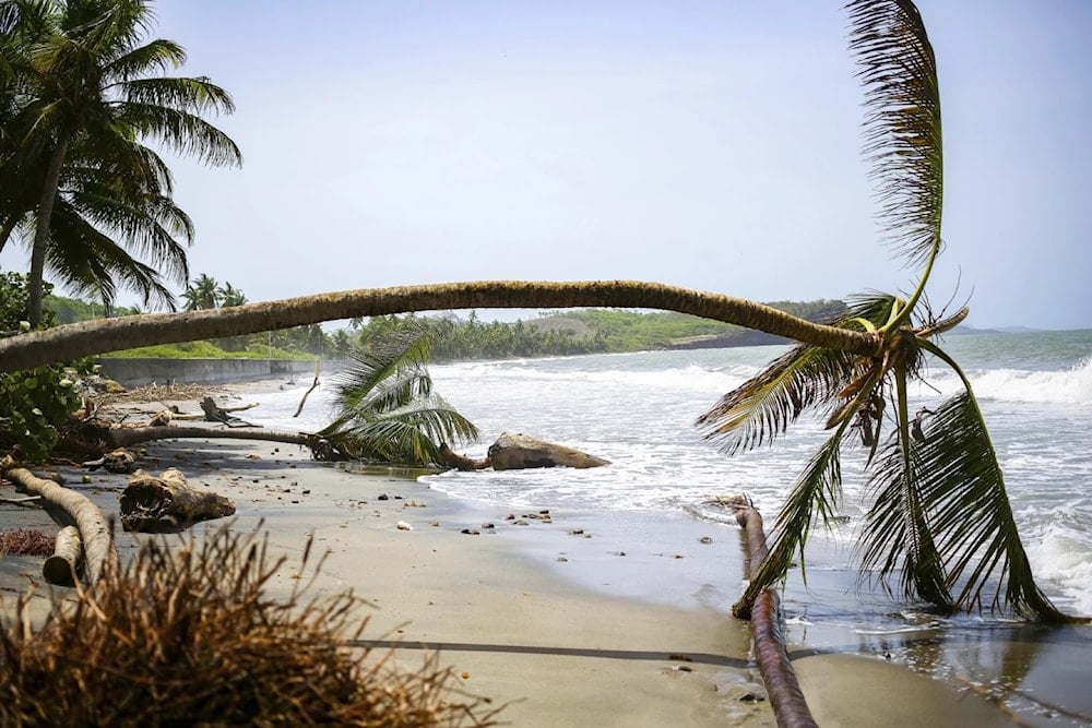 Palmeras arrancadas en playa de Granada. Foto: AP. 