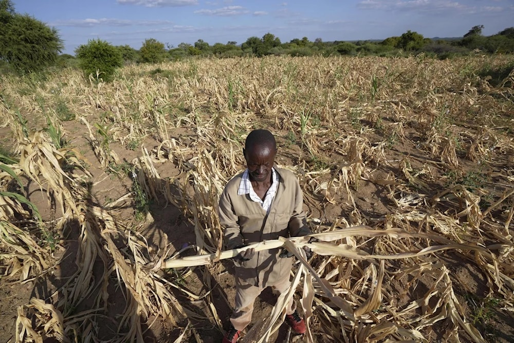 Campo de cultivo seco en Zimbabue. Foto: AP. 