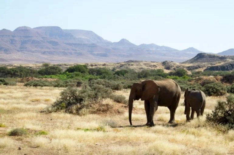 Namibia sacrificará más de 700 animales por la hambruna. Foto: AP.
