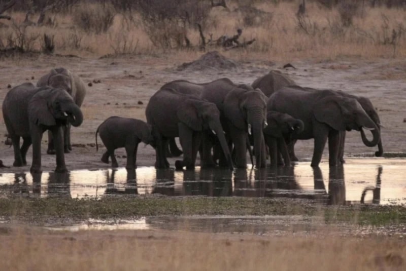 Zimbabue ordena sacrificio de 200 elefantes ante crisis alimentaria. Foto: Reuters. 