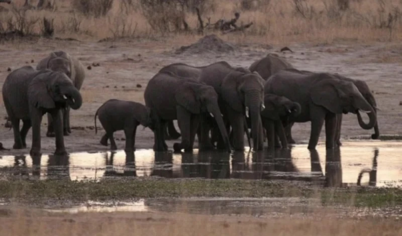 Zimbabue ordena sacrificio de 200 elefantes ante crisis alimentaria. Foto: Reuters.