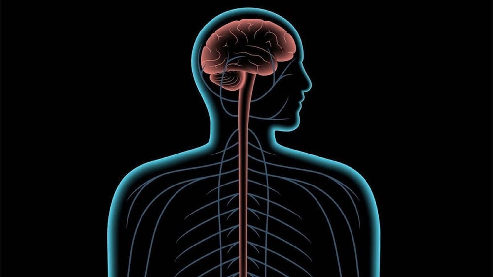 ¿Cómo el nervio vago reduce el estrés y mejora la salud?