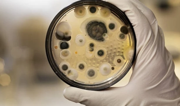 Una "pandemia silenciosa" de hongos causa 3,8 millones de muertes. Foto: Istock. Una "pandemia silenciosa" de hongos causa 3,8 millones de muertes. Foto: Istock.