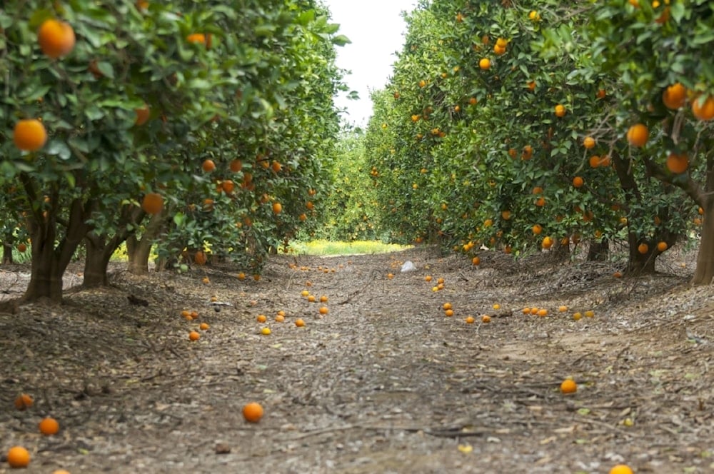 Jaffa, la tierra de la naranja triste