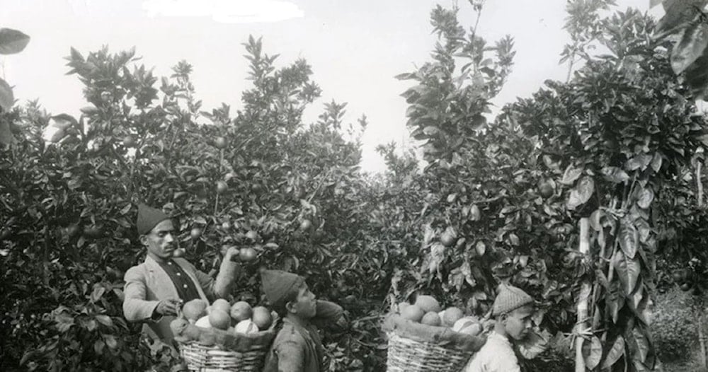 Jaffa, la tierra de la naranja triste