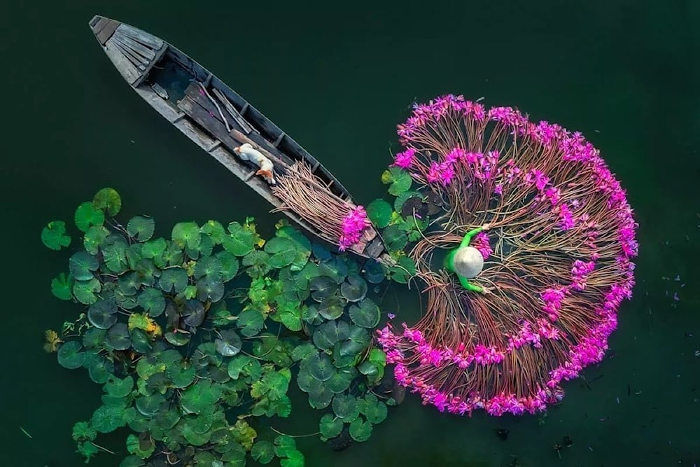 Flores de lirio. Foto: Aung Chan Thar.