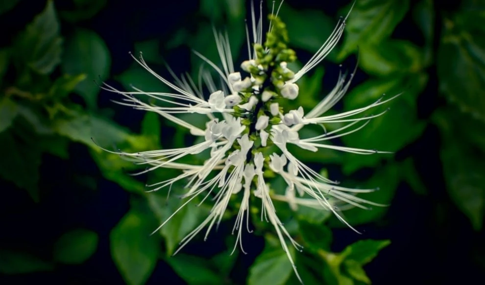 Té de Java alivia problemas renales