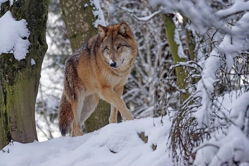 Suecia autoriza la caza de lobos para reducir su población. Foto: Pixabay. 