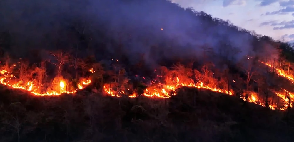 Incendios amenazan el aviario más grande de Asia, en Tailandia 