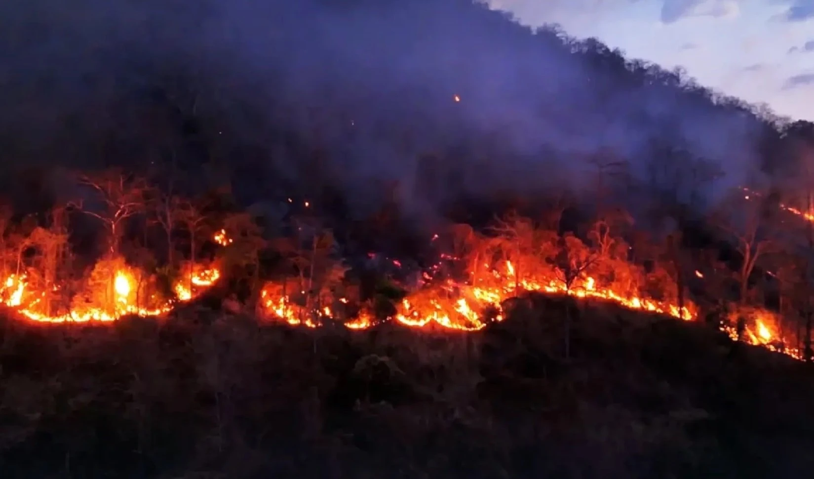 Incendios amenazan el aviario más grande de Asia, en Tailandia Incendios amenazan el aviario más grande de Asia, en Tailandia