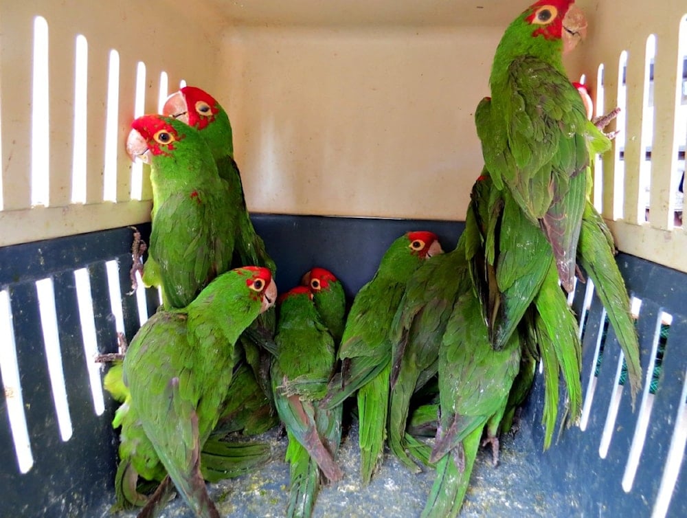 Tráfico de especies en México: corrupción al descubierto