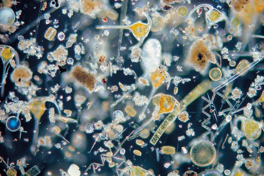 Microbios revelan el ciclo del carbono en los océanos