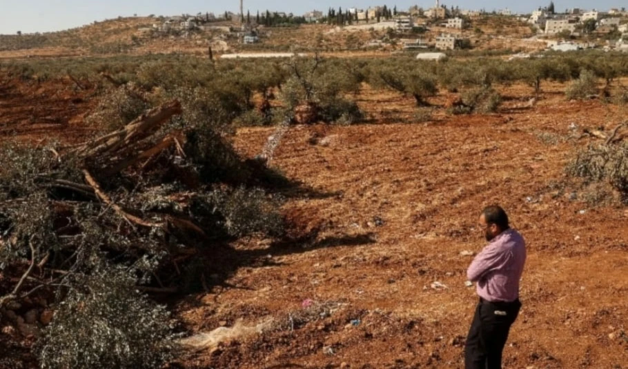 Las fuerzas de ocupación y los colonos perpetraron 158 ataques contra recolectores de aceitunas. (Foto: AFP)