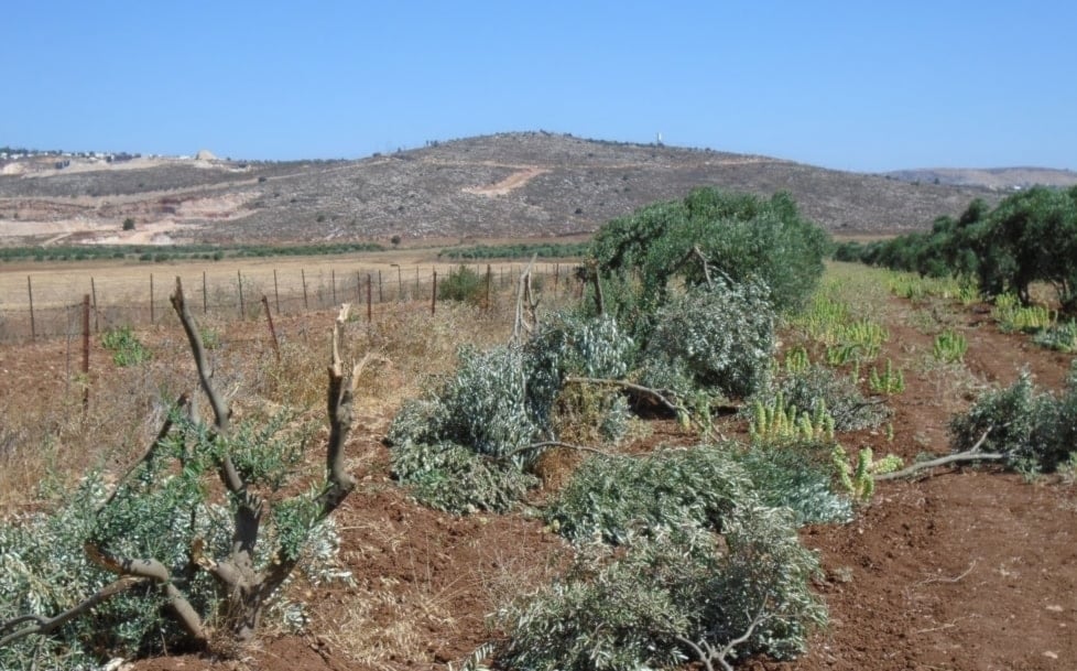 La violencia de los colonos israelíes en Cisjordania forma parte de una política de expansión de asentamientos ilegales.