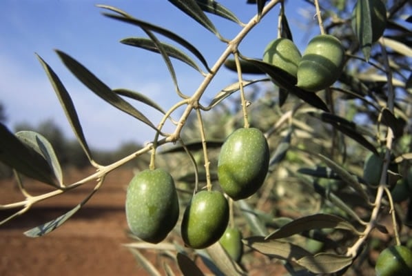 Si los olivos conocieran las manos de Palestina