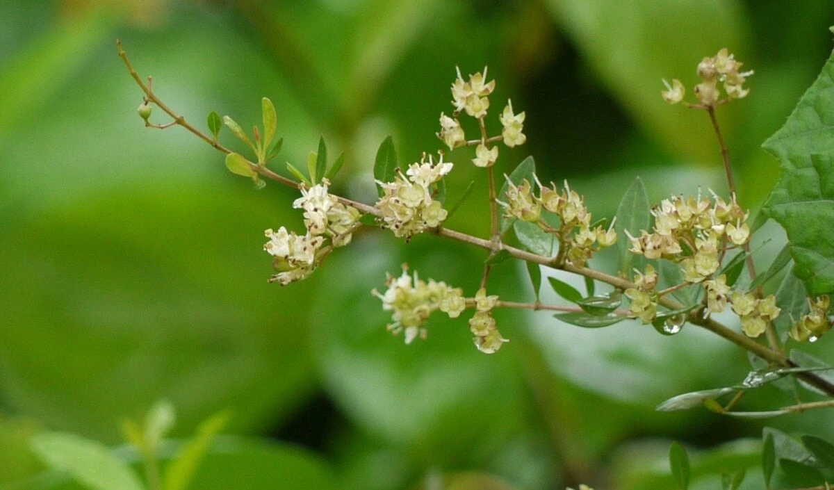 Henna: posible diana terapéutica contra la cirrosis hepática