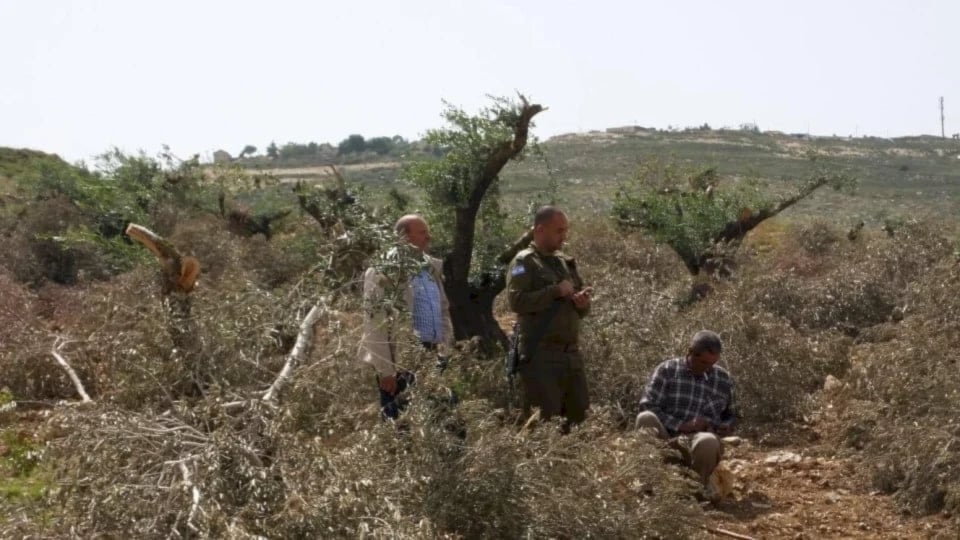ONU: Ataques de colonos contra olivares en Cisjordania alcanzan su nivel más alto en 5 años